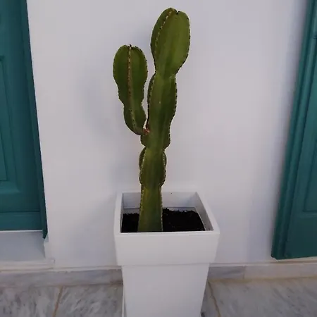 Celeste * Орнос